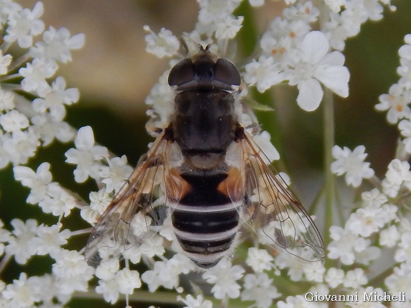 Eristalis lineata?